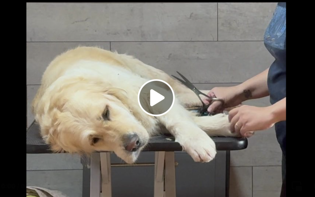 Munka előtti wellness Párna módra