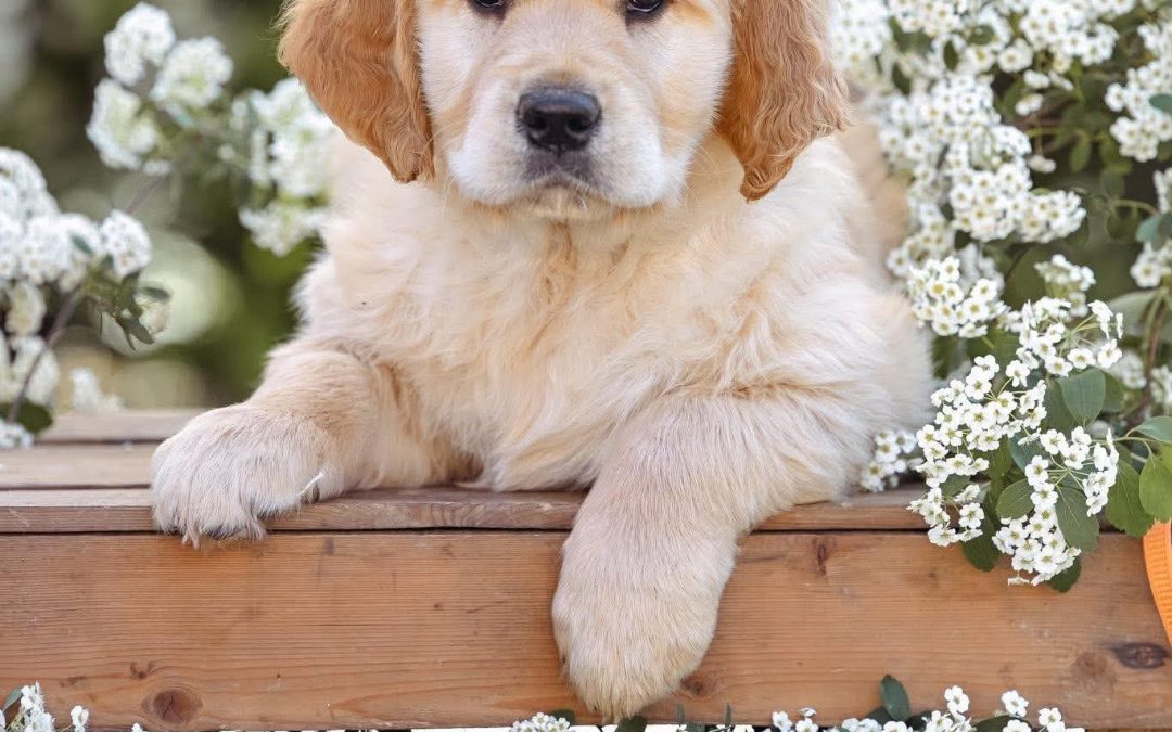 🧡Golden Heart Helper Faithful Friend🧡
