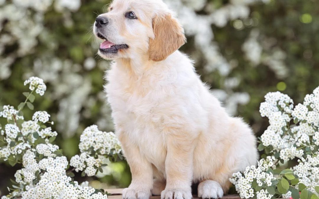 ❤️Golden Heart Helper Flower of Hope❤️