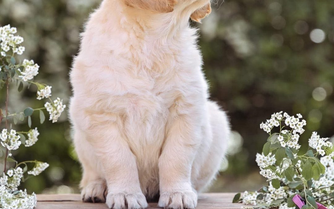 💜Golden Heart Helper Frontline Love💜